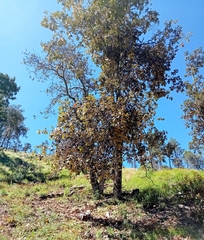 Quercus crassifolia