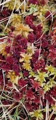 Sphagnum rubellum