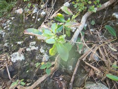 Tabebuia heterophylla