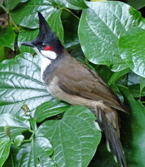 Pycnonotus jocosus