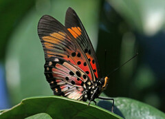 Pseudacraea boisduvalii