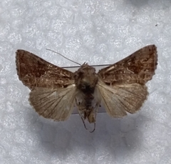 Ctenoplusia accentifera