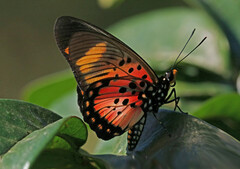 Pseudacraea boisduvalii