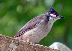 Pycnonotus jocosus