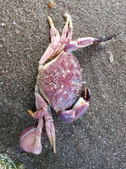 Danielethus crenulatus