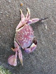 Danielethus crenulatus