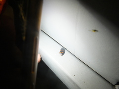 Glischrochilus japonius