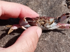 Danielethus crenulatus