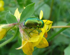 Cryptocephalus sericeus