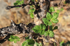 Commiphora gileadensis