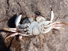 Danielethus crenulatus