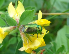 Cryptocephalus sericeus