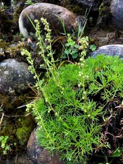 Artemisia morrisonensis
