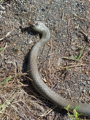 Cubophis cantherigerus