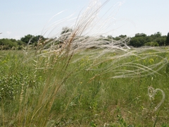 Stipa