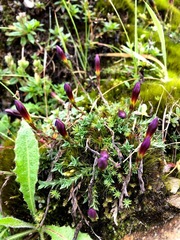 Gentiana arisanensis