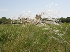 Stipa