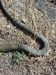Cubophis cantherigerus