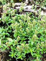 Veronica morrisonicola