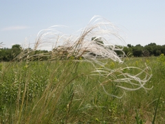 Stipa