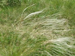 Stipa