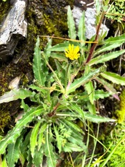 Picris hieracioides morrisonensis