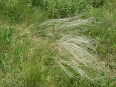 Stipa