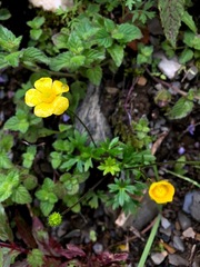 Ranunculus formosa-montanus