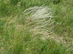 Stipa