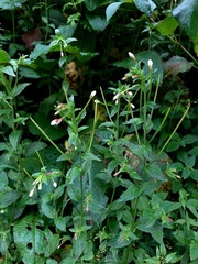 Epilobium amurense