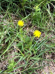 Picris hieracioides morrisonensis