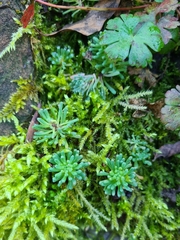 Sedum rubens