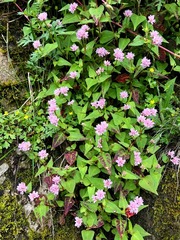 Persicaria runcinata
