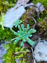 Sedum rubens
