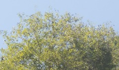 Lonchocarpus punctatus