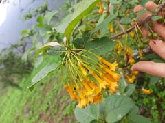 Iochroma