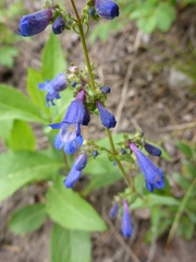 Penstemon albertinus