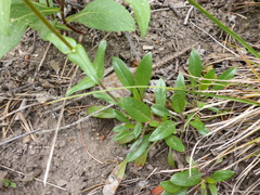 Penstemon albertinus