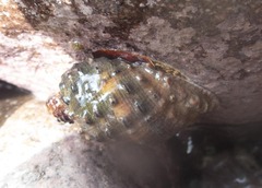 Plicopurpura patula