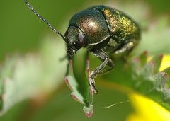 Cryptocephalus sericeus