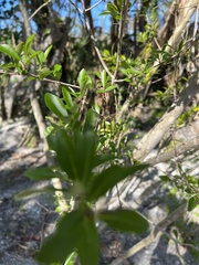 Forestiera segregata