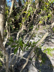 Forestiera segregata