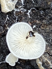Clitopilus hobsonii