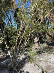 Forestiera segregata