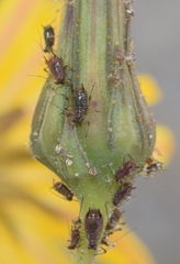 Uroleucon sonchi