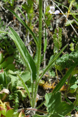 Phyteuma betonicifolium