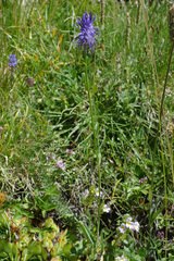 Phyteuma betonicifolium