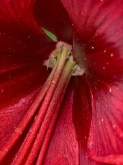 Hippeastrum hybridum