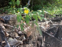 Oxalis frutescens