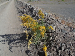 Solidago chilensis